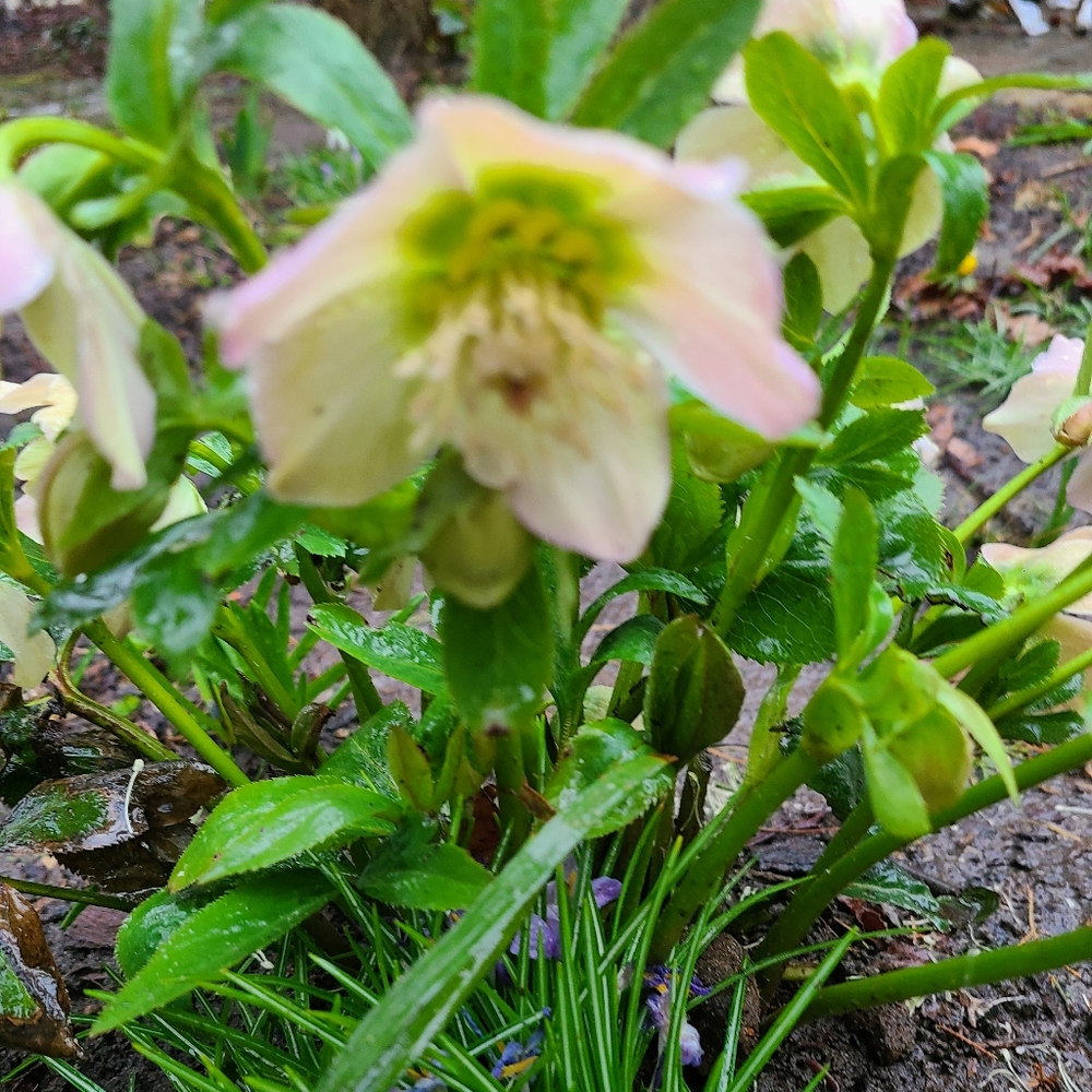 Hellebores Lenten Rose 4 plants $45 - Picture 3 of 7
